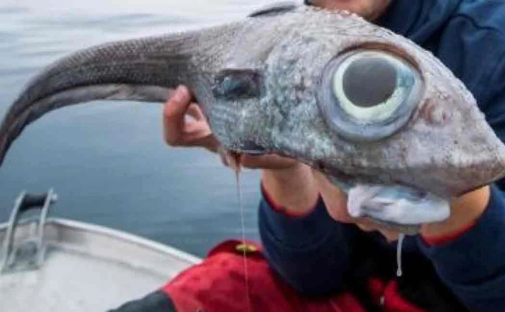 alien like fish caught in norway