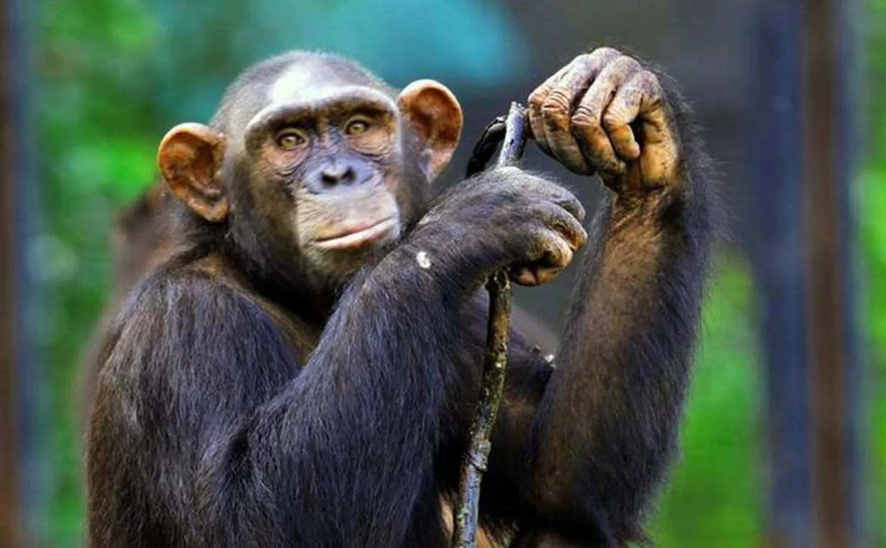  Chimpanzee and Devak in the clutches of the enforcement department