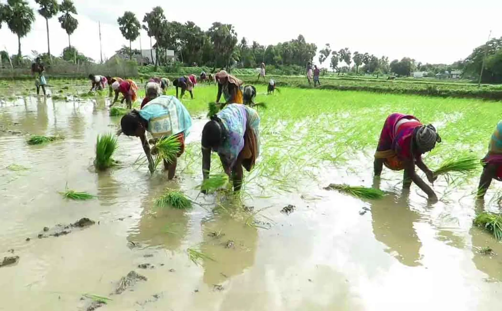  Planting work started in Delta ...  Women planting folk songs