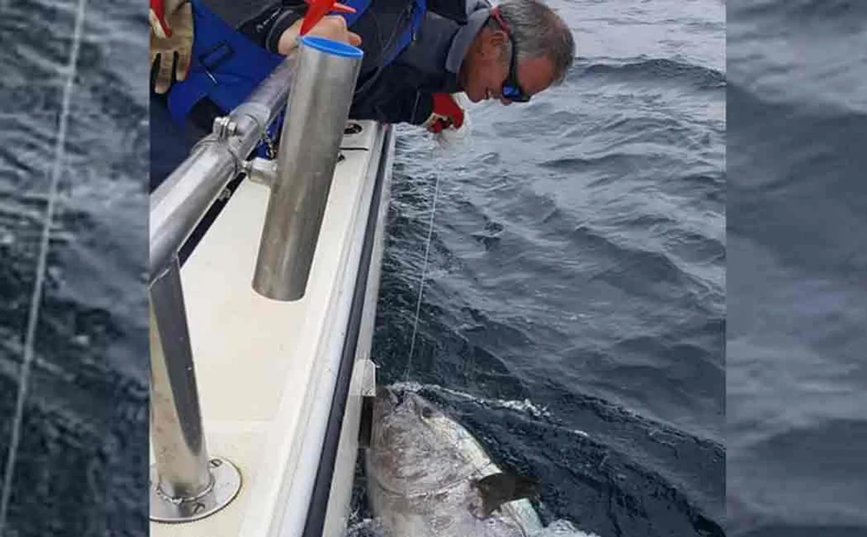 Bluefin tuna