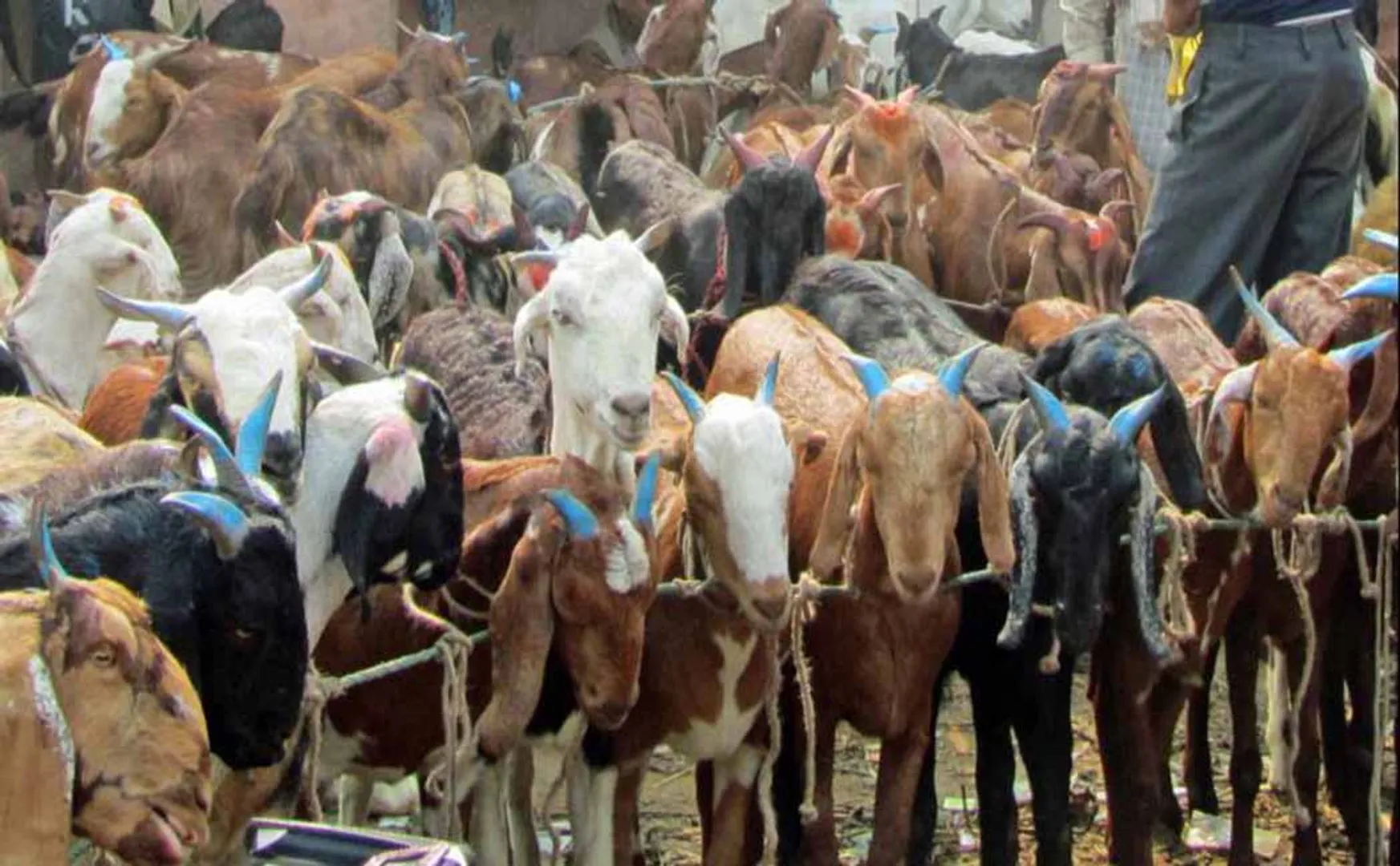 Goat and Poultry Barriers    Tripura High Court Action