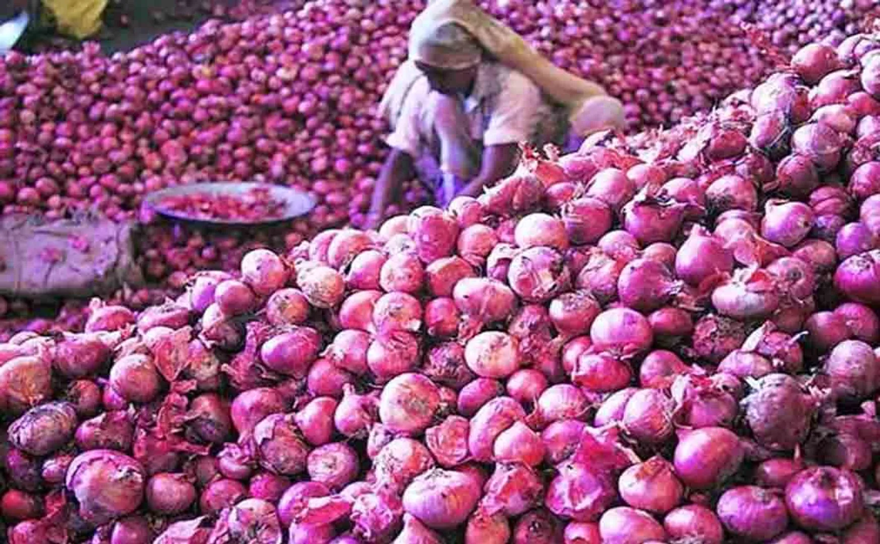 ONION EXPORT STOP UNION GOVERNMENT DECISION PRICE RAISED 