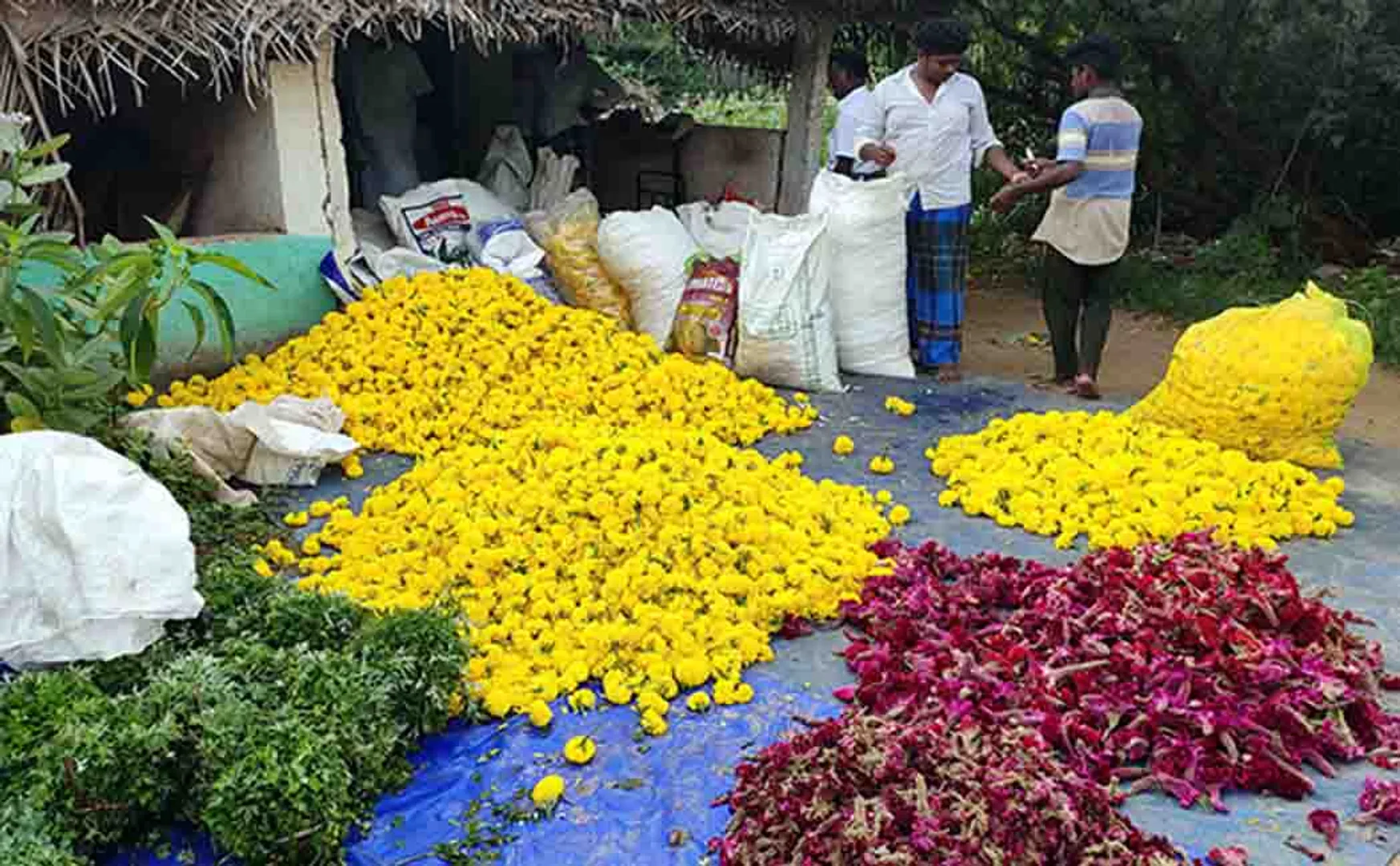  Went into the trash last week in flower   Flowers are on sale today for Rs 200.