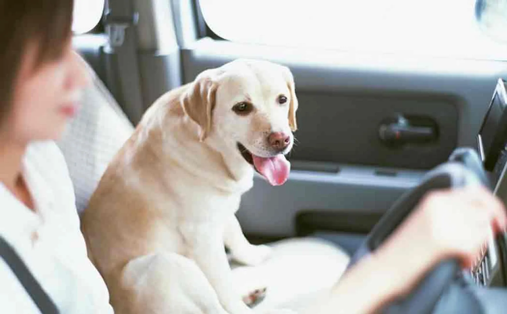 dog shoots woman accidentally in car