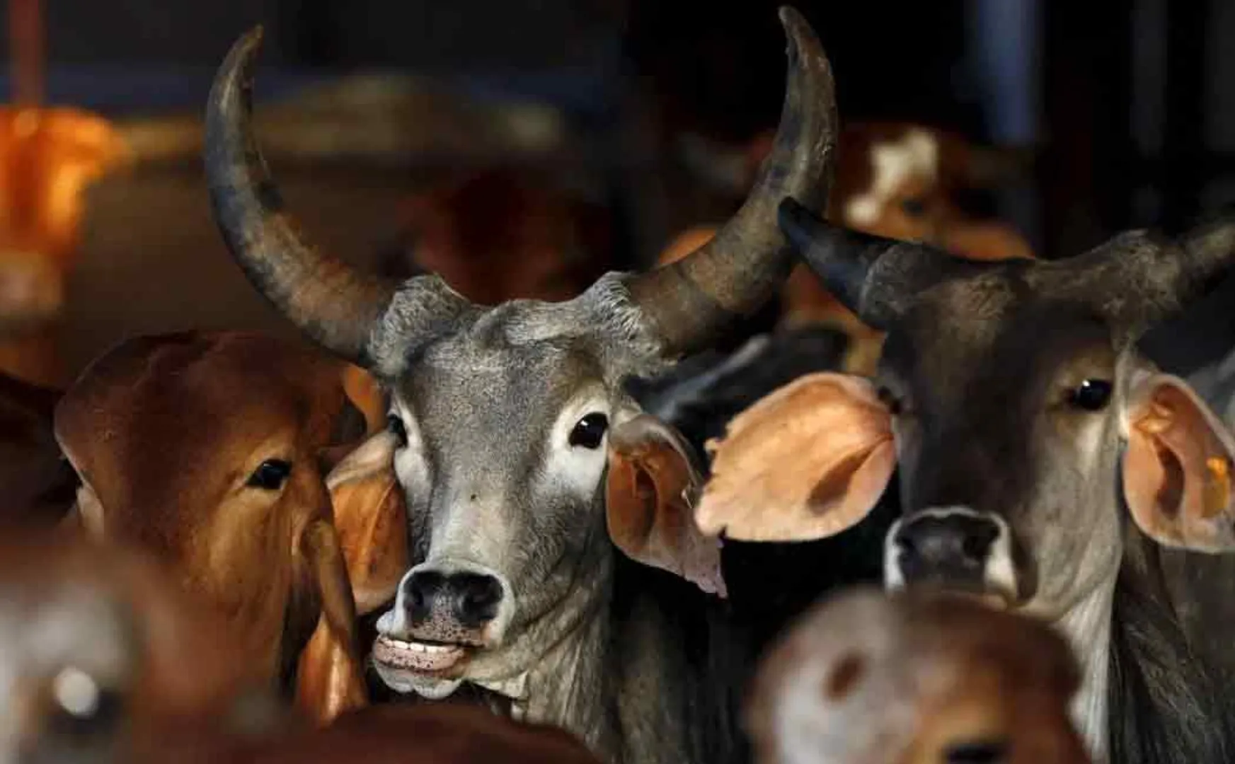 vellore cow issue