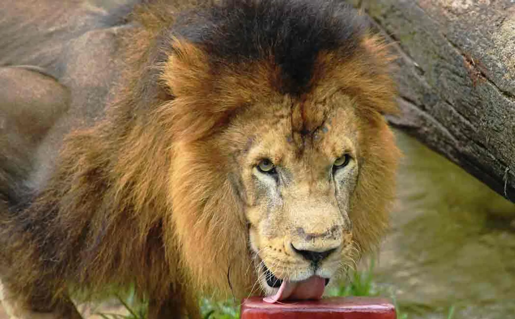 pakistan man attacked by lion