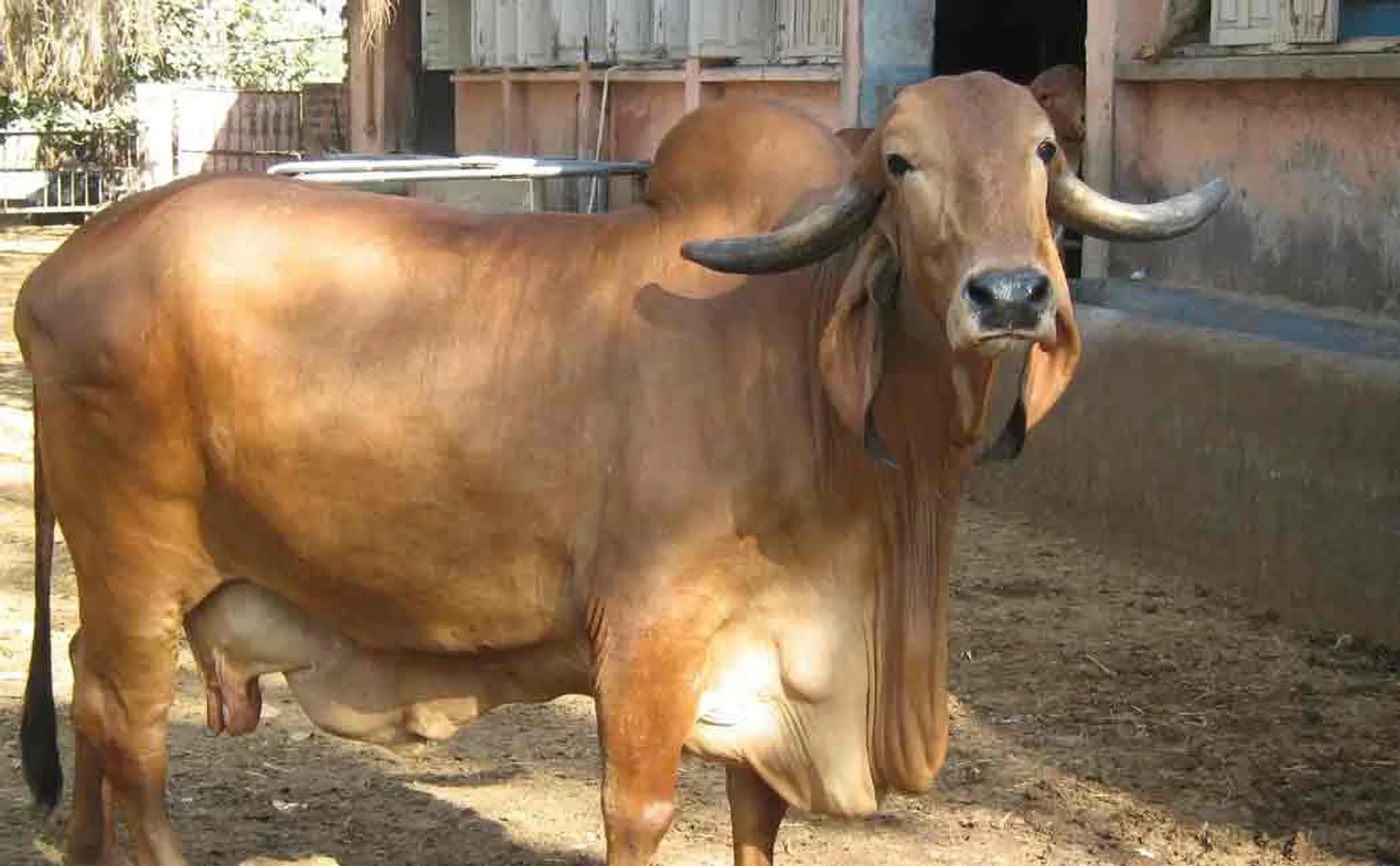 cattle sensus 