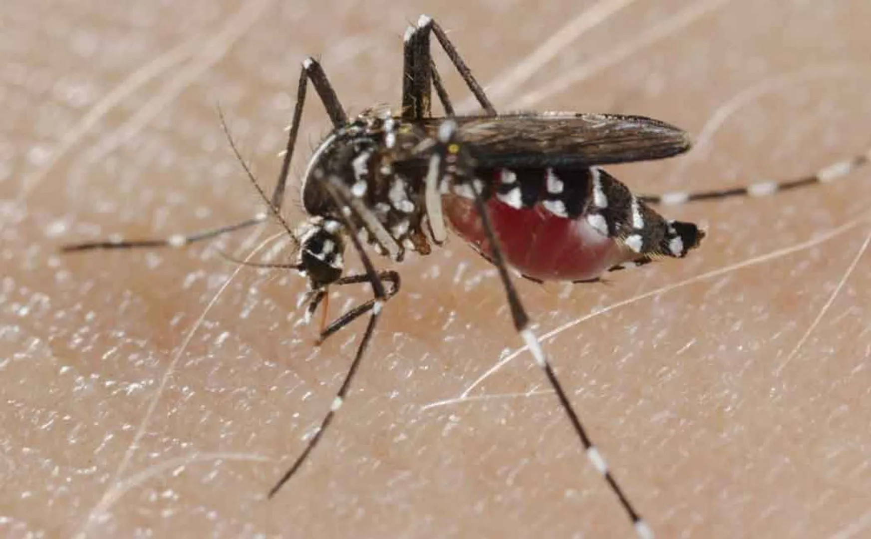 mosquito