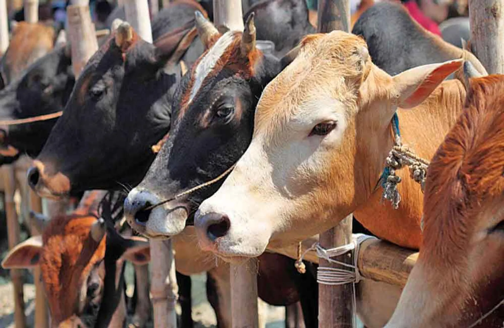 uttarpradesh cow thieves caught by police