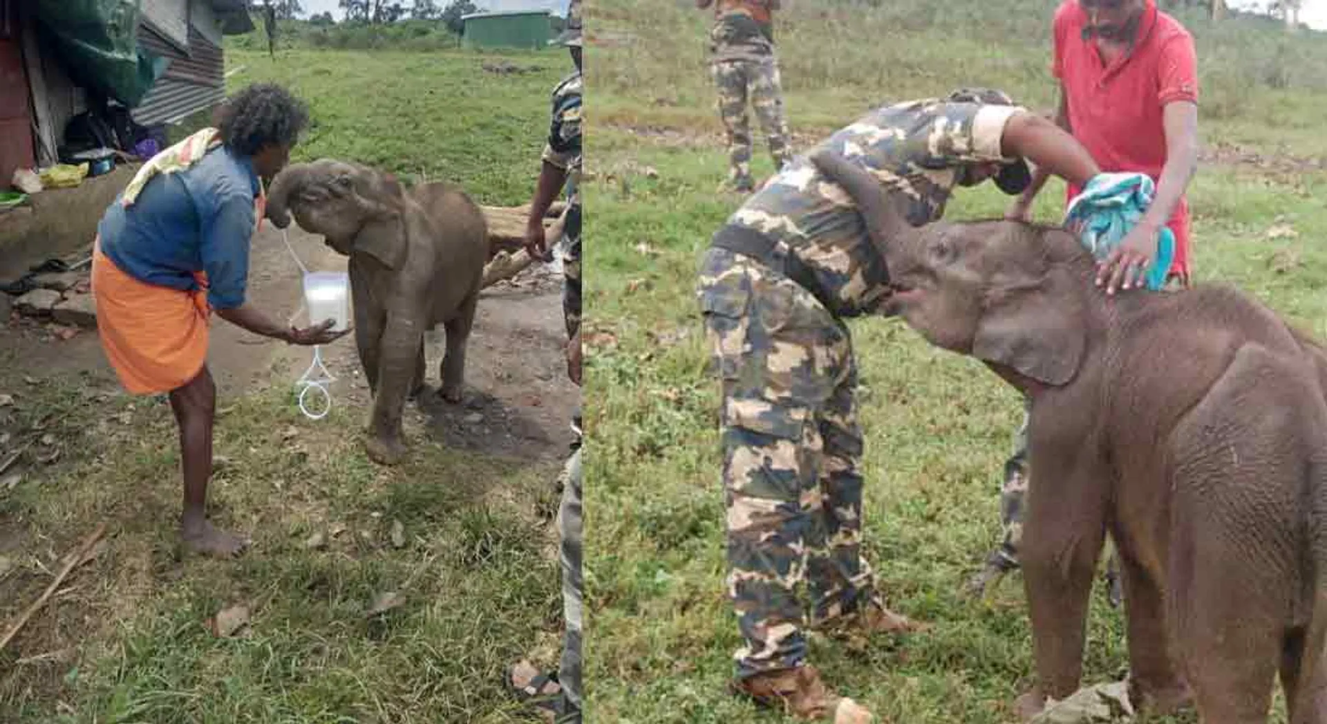  ammu elephant