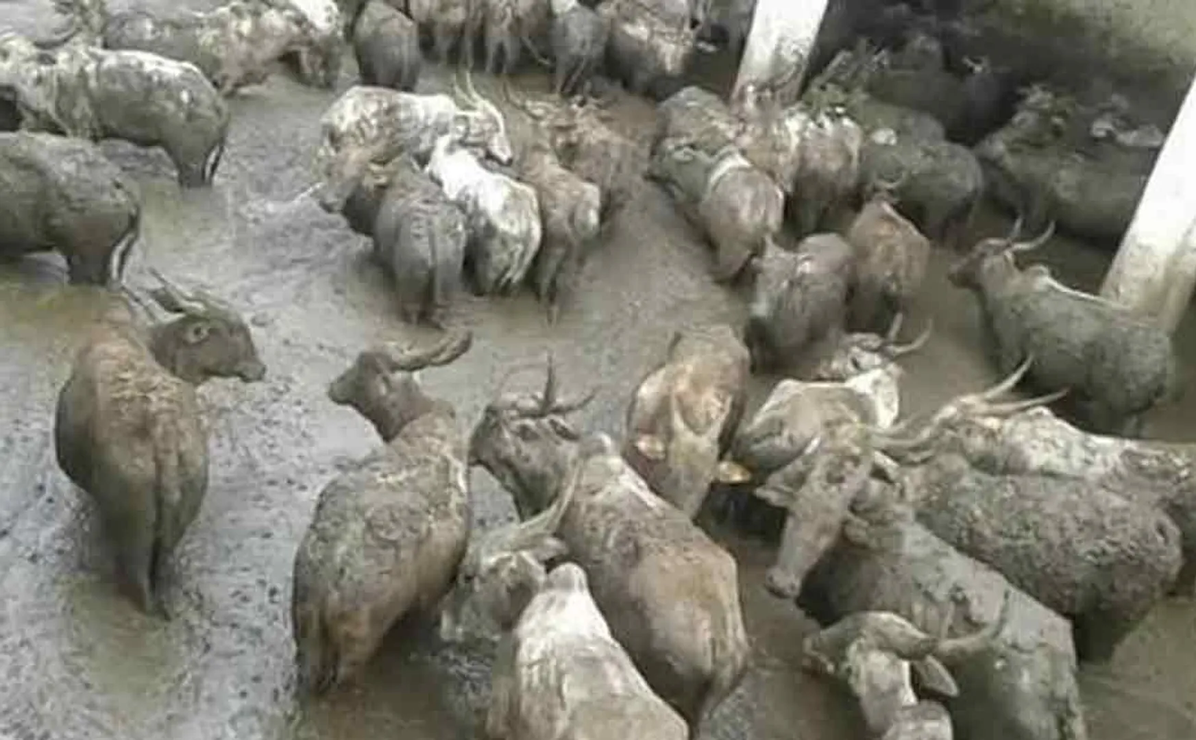 karnataka sloppy cow shelter 