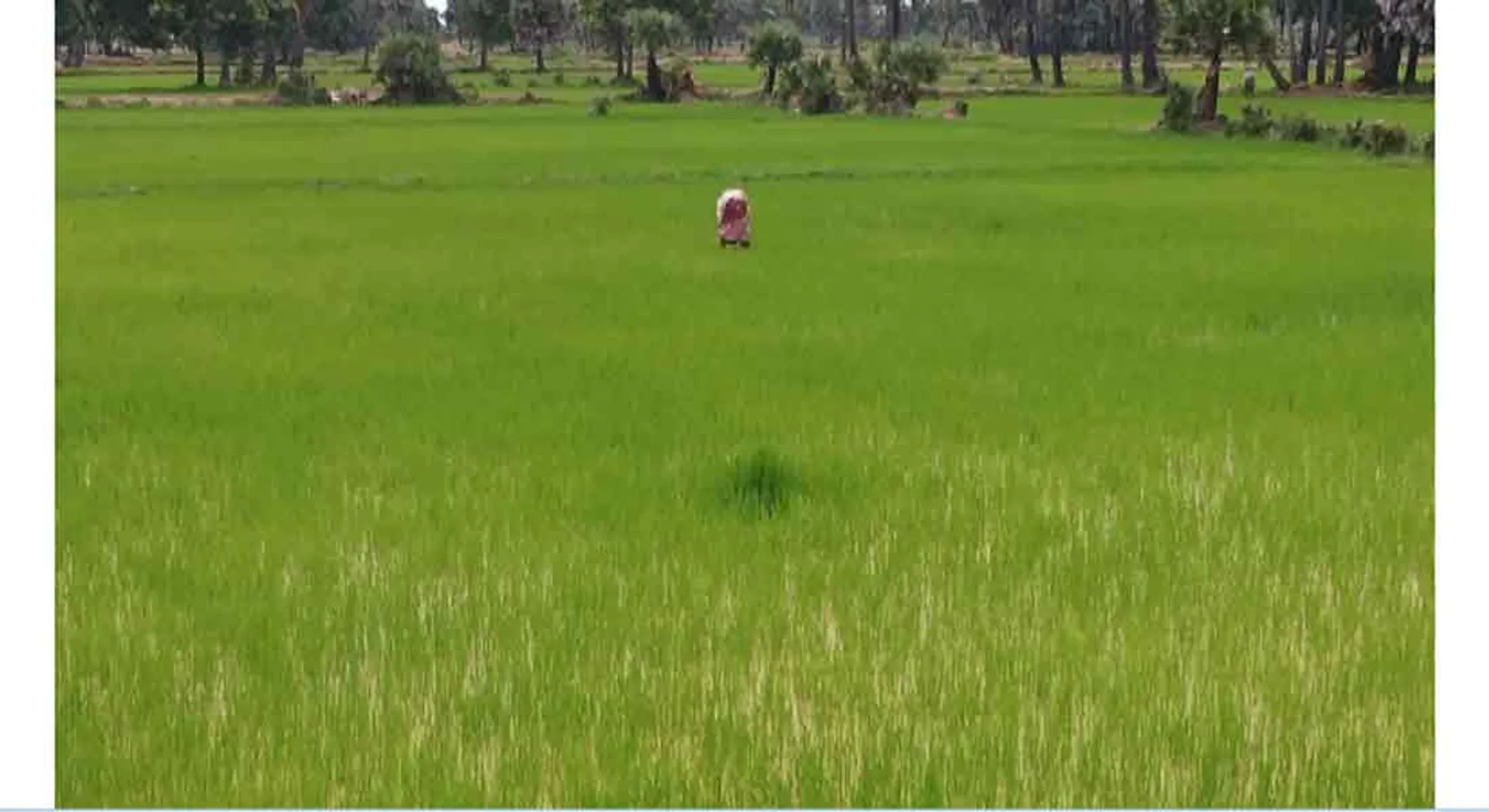  only fertilizer if have Aadhar card 