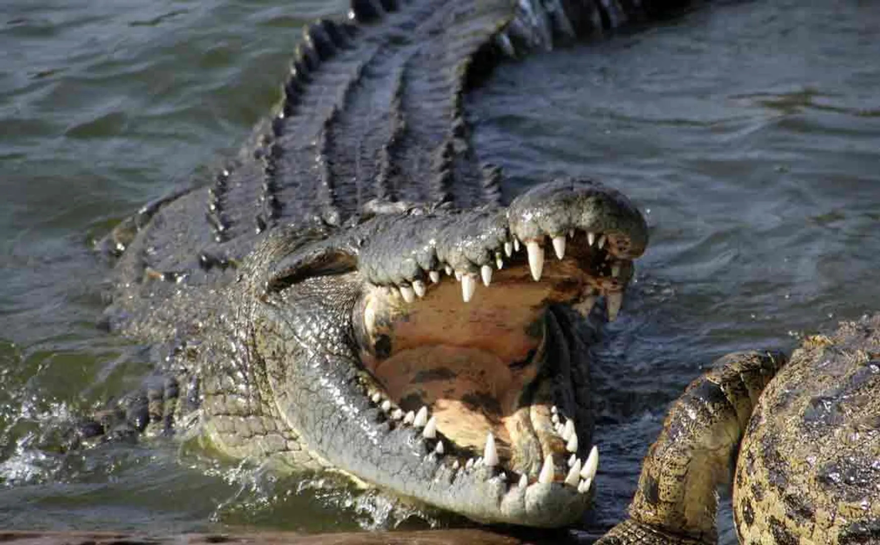 zimbabwe girl fought with crocodile to save her friend