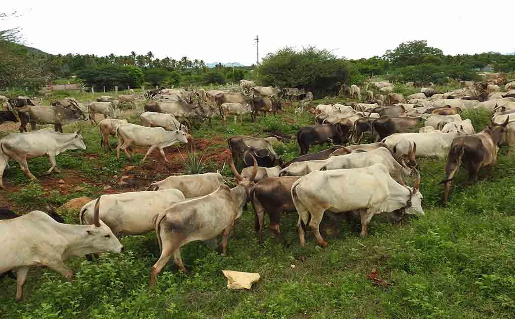 MADURAI VADIPATTI  COW COAT GROWING WORKERS 