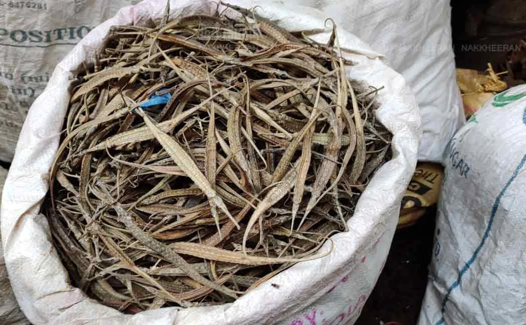 sea lizard found in puthukottai
