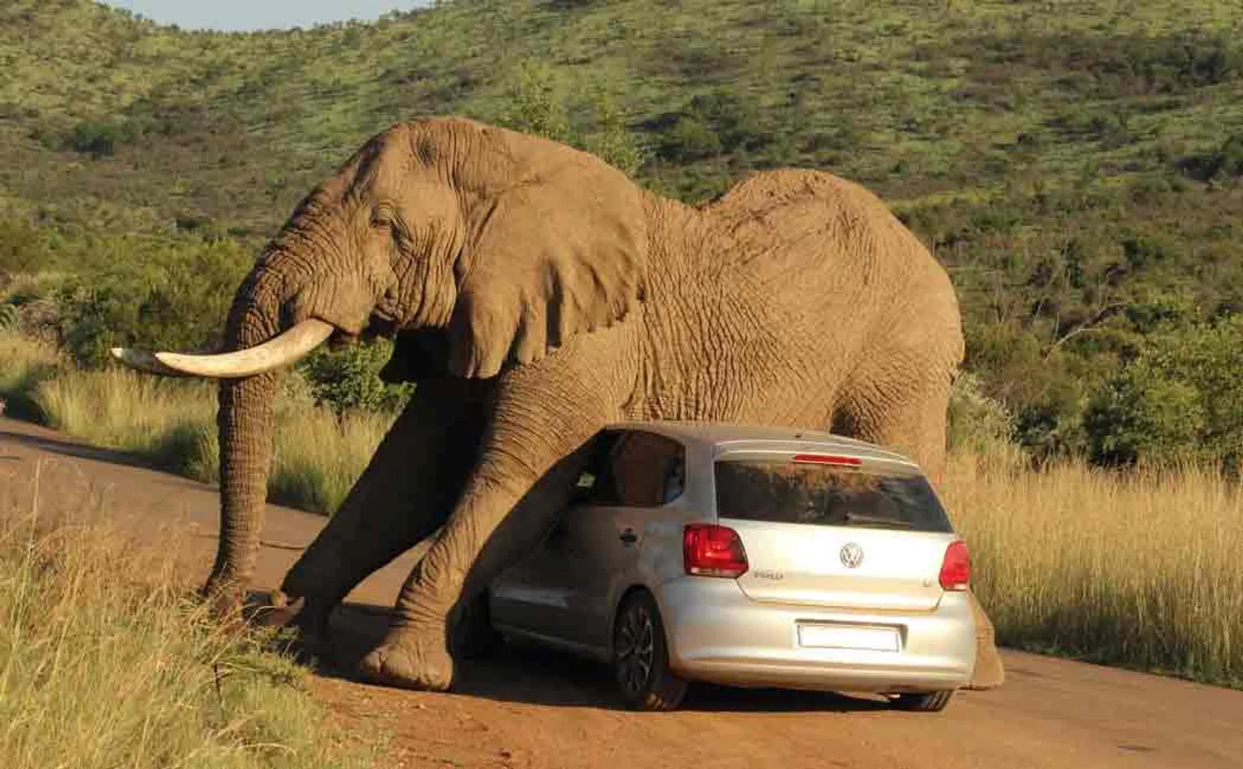 thailand elephant sits on car