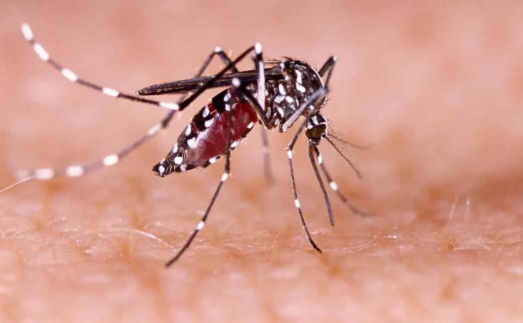 dengue