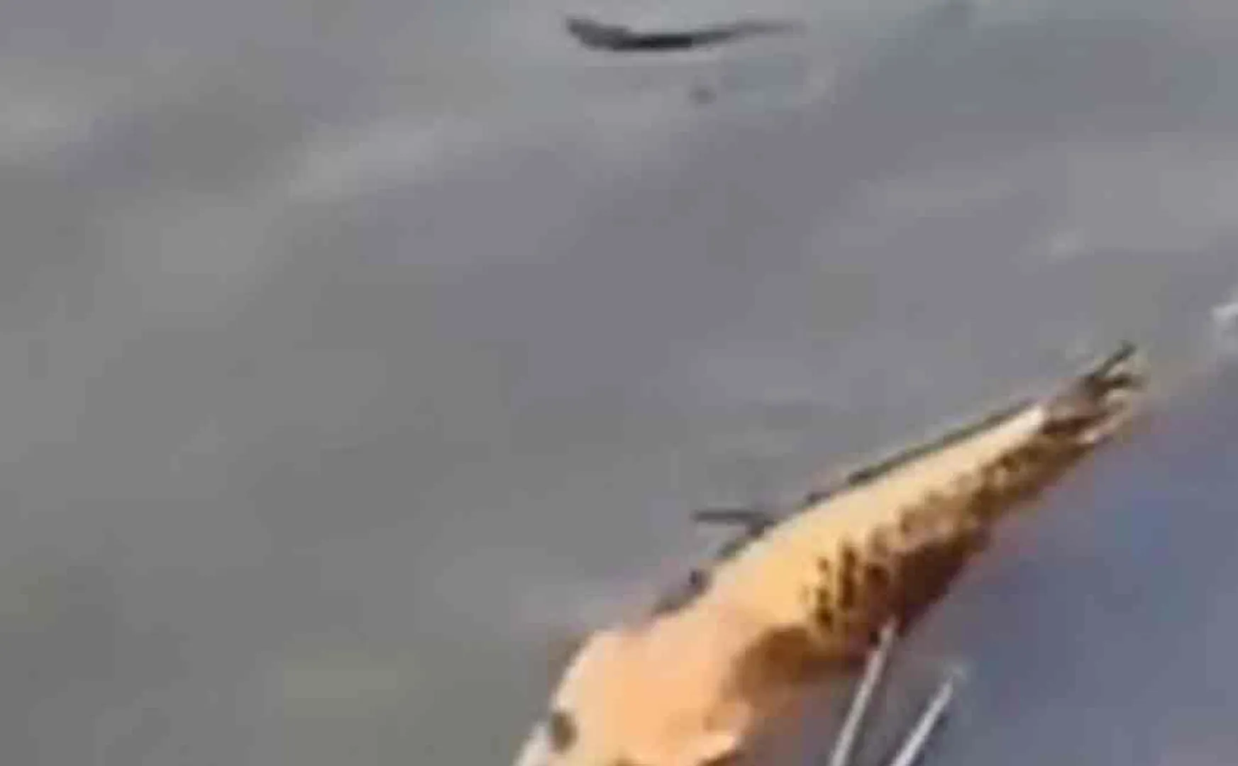 fish with human face found in china