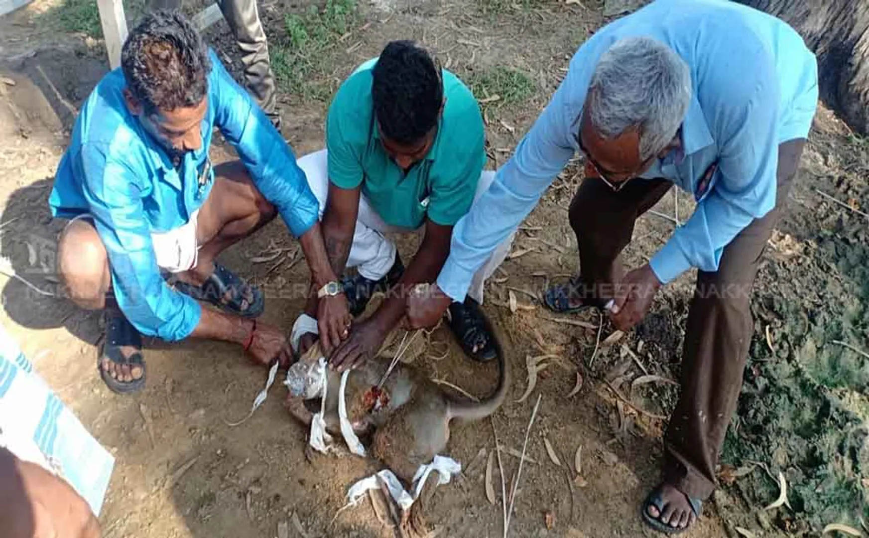 VELLORE HIGH MONKEY INCIDENT PEOPLES HELP 