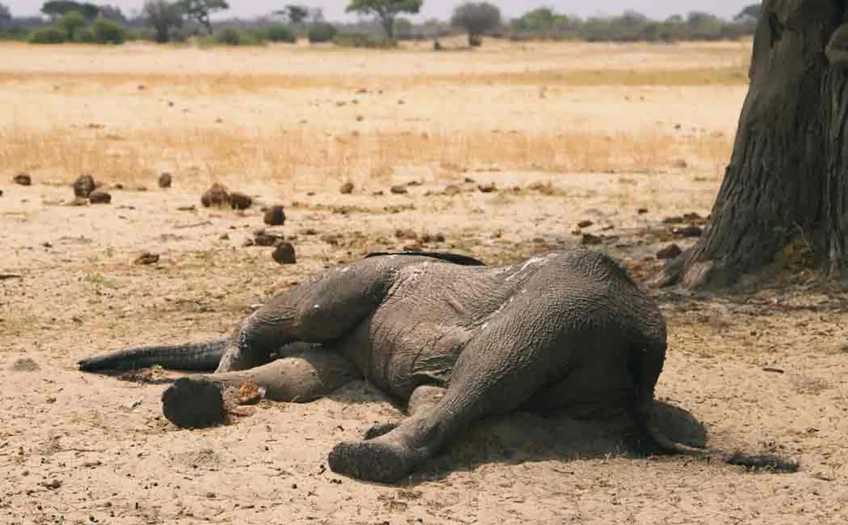 zimbabwe drought costs lives of 200 elephants