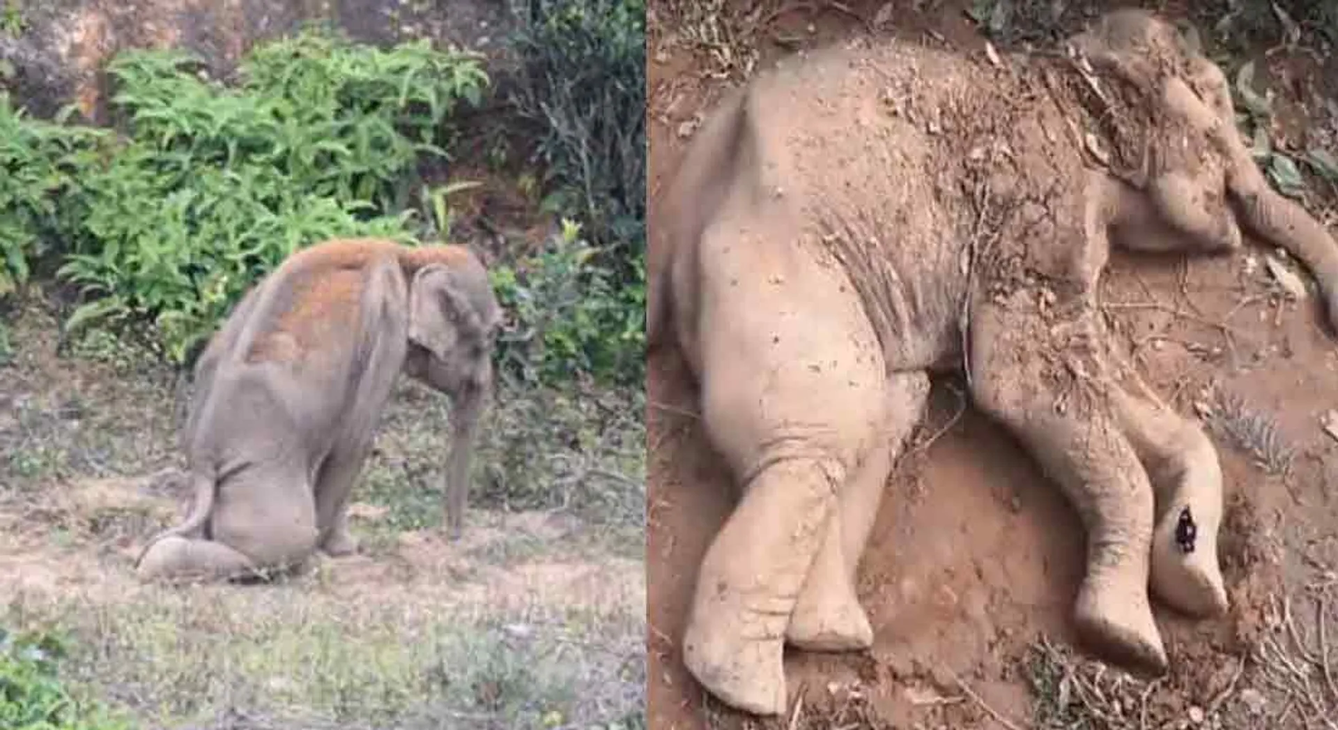 incident in valparai...  mother elephant in strike 