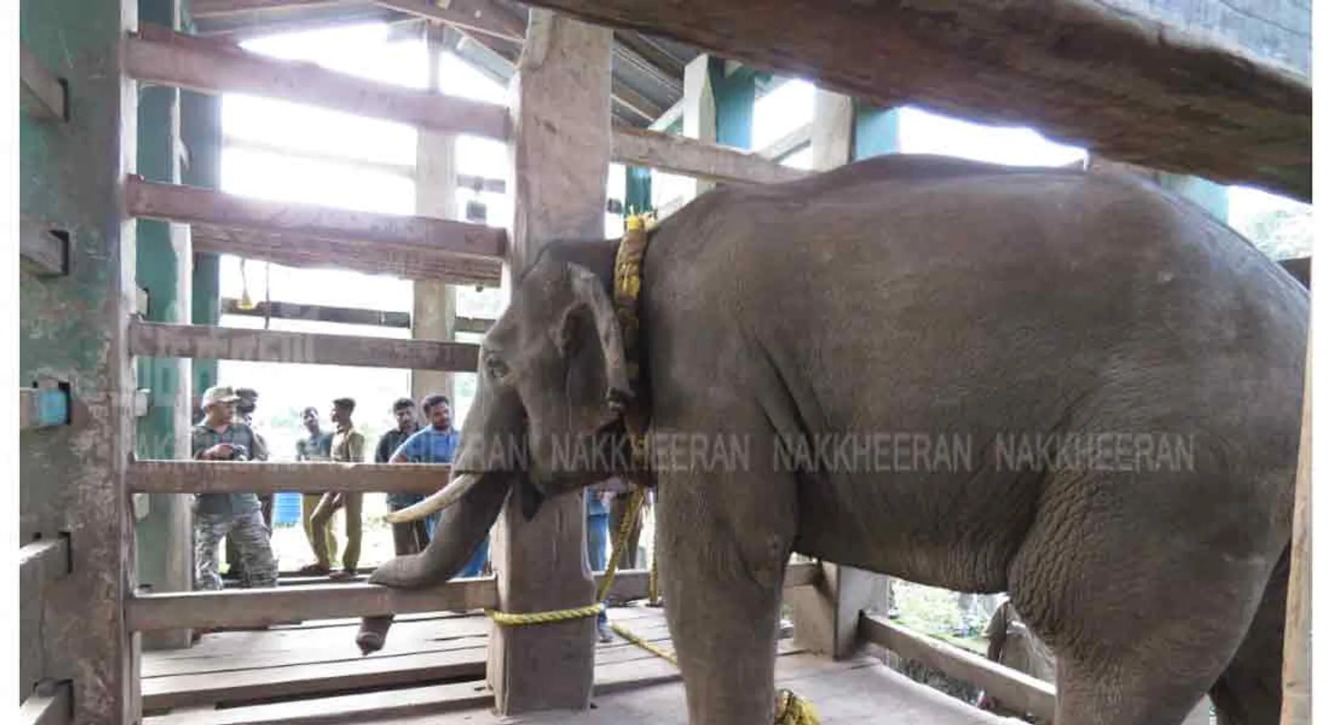  'arisi Raja' in Karol -  project as a  change to pet elephant!