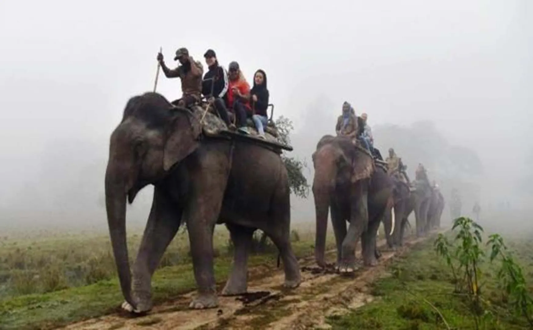 elephants case chennai high court  Change in Session of Expert Panel