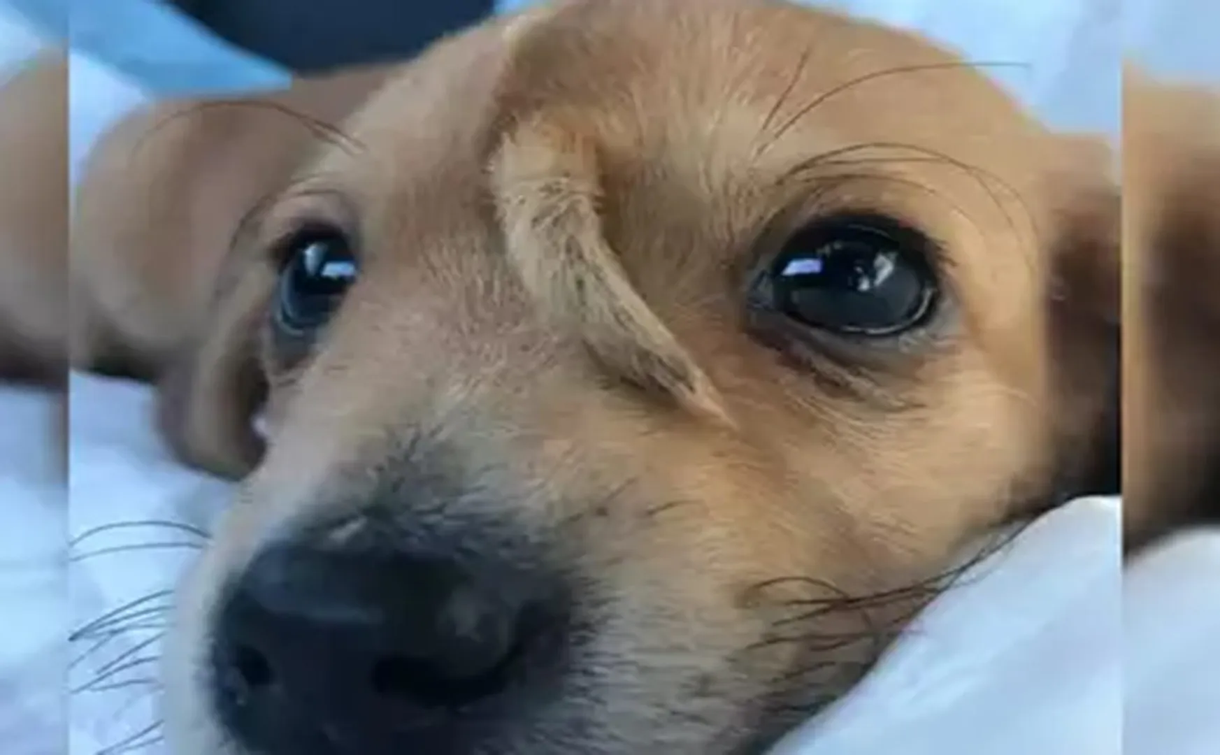 hy