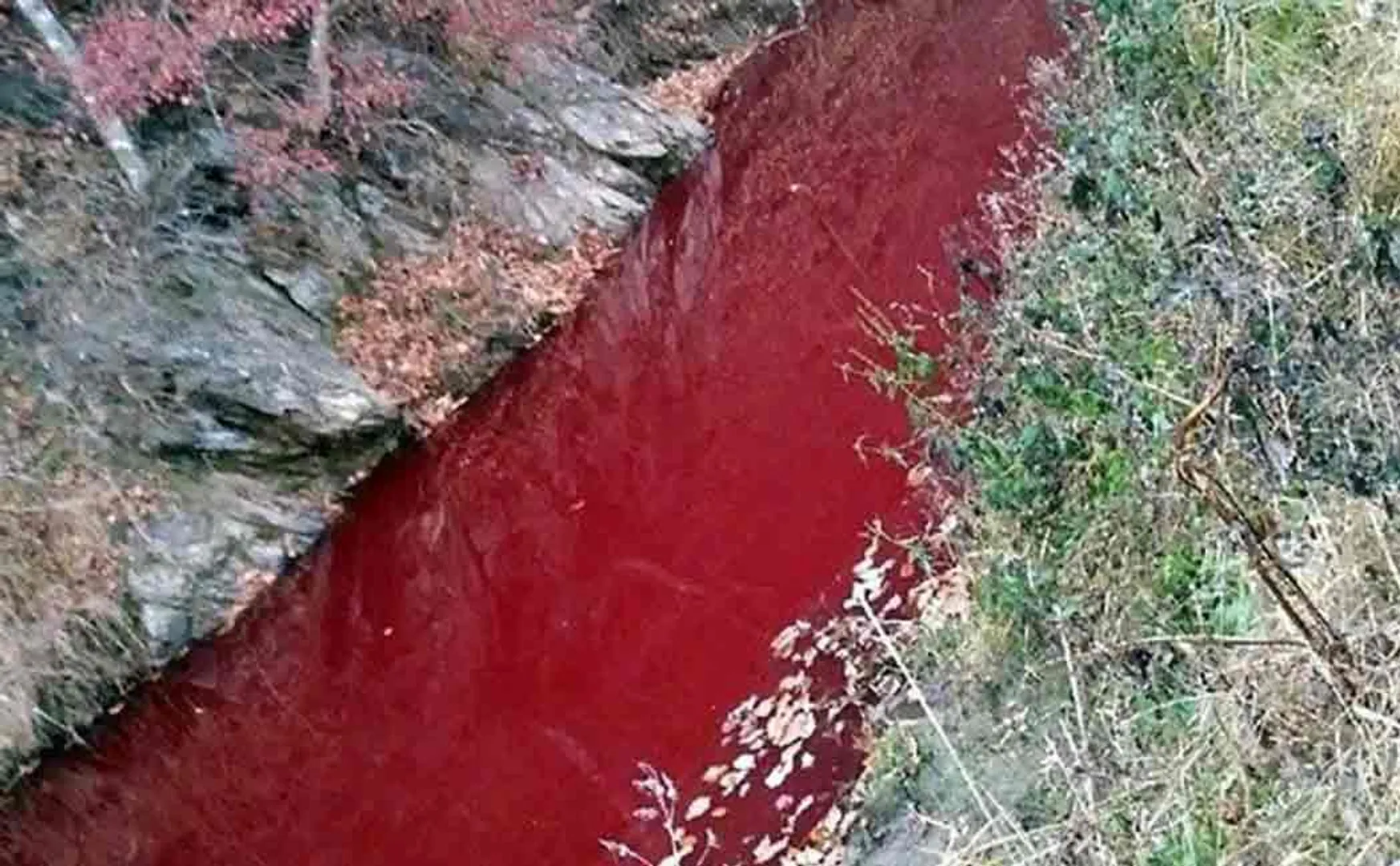 south korea imjin river filled with pig blood