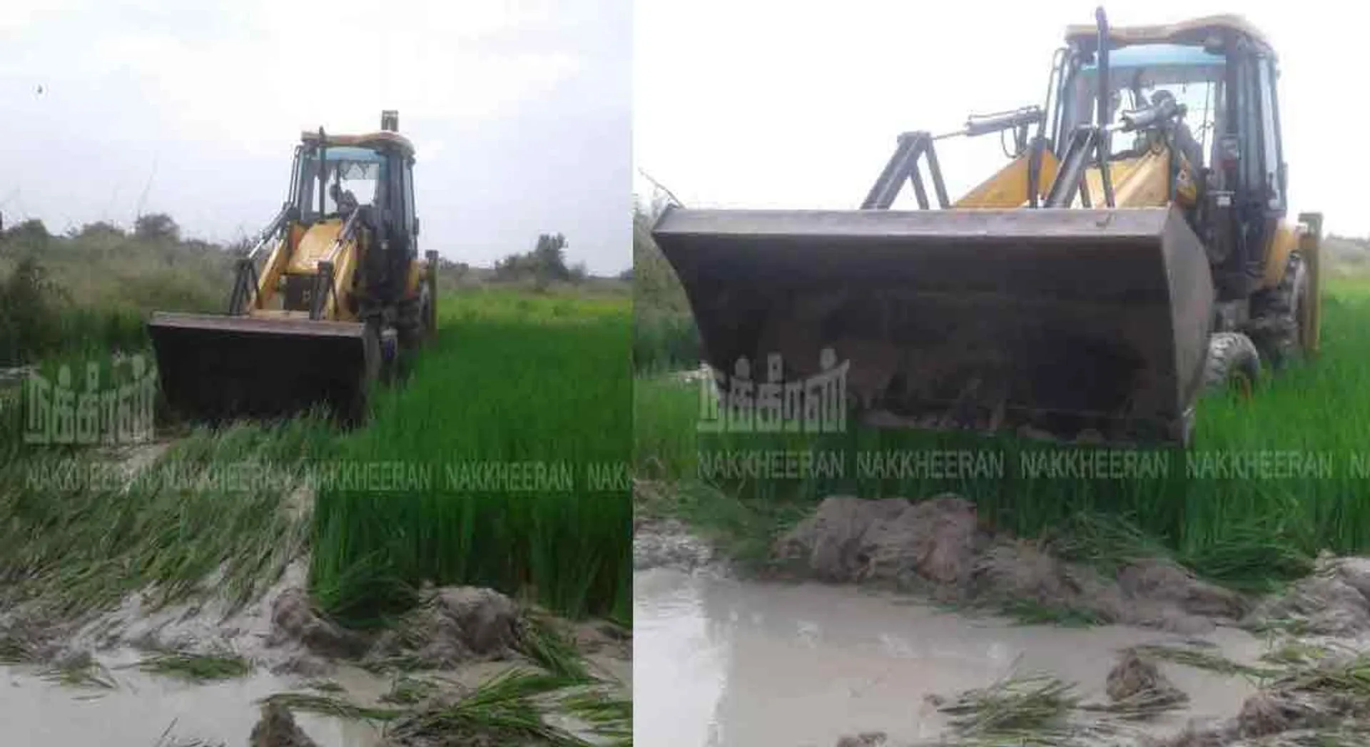  37 acres of paddy crops destroyed by invasion