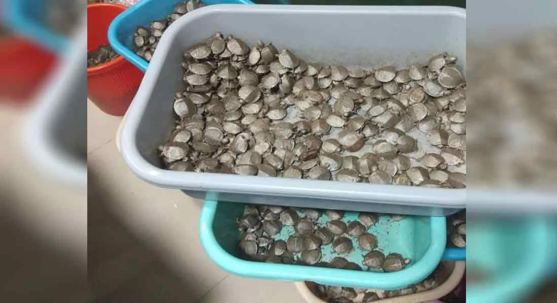 Turtles transported by plane!