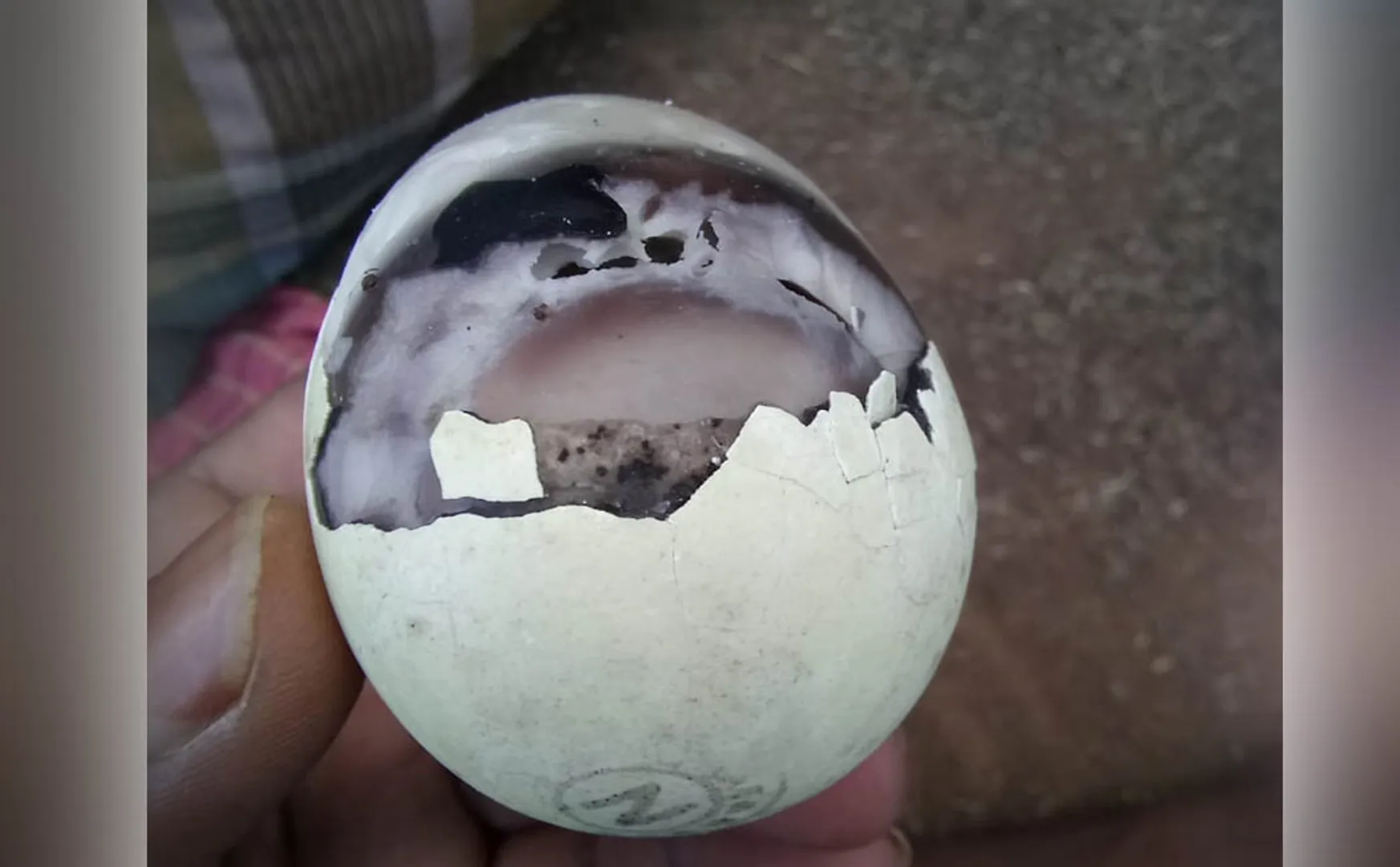 anganwadi schools childrens egg 