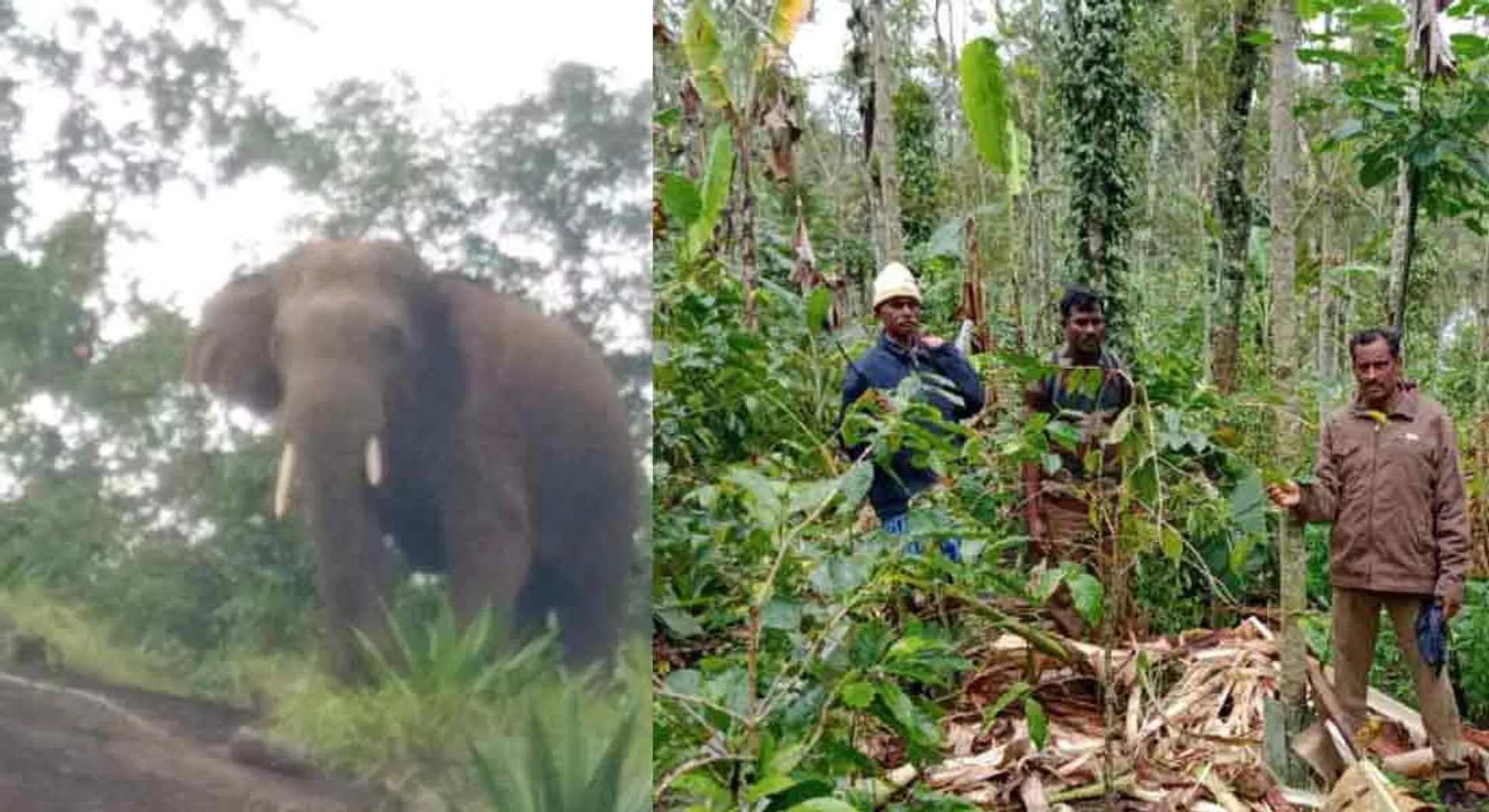  Elephants enter the garden and destroy the farmland!