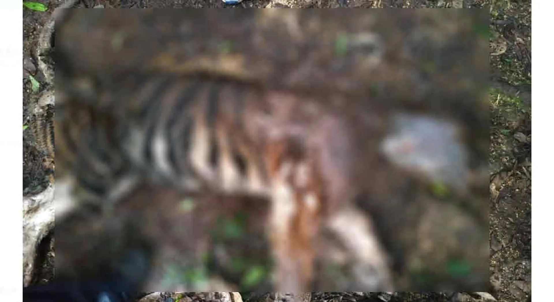 Tigers attack one another in forest