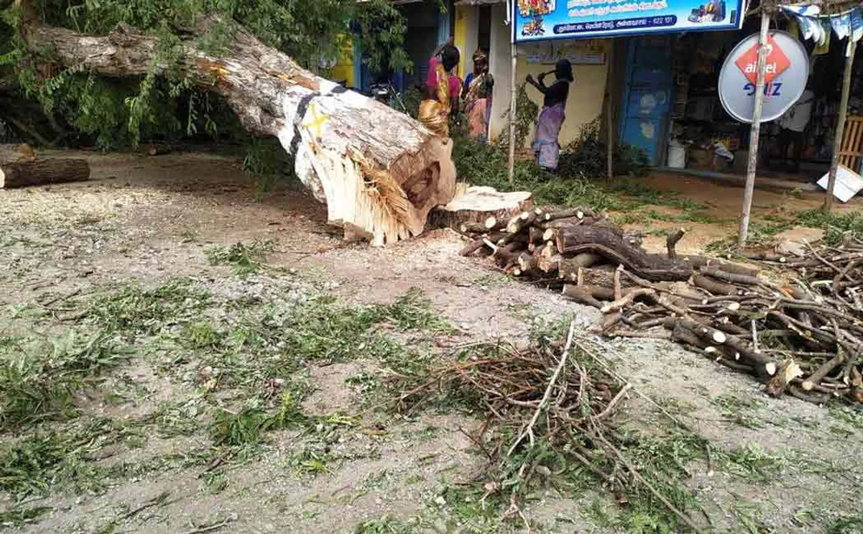 people don't want to cut down the tree 
