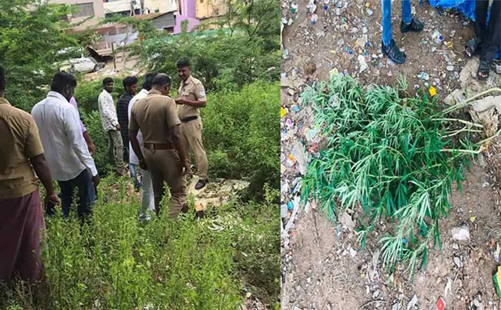 trichy district urban area tree peoples shock 