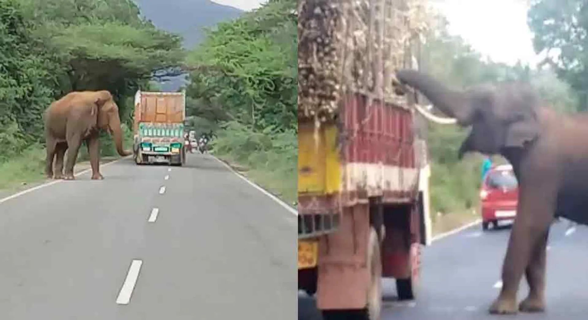  Single elephant on the road!