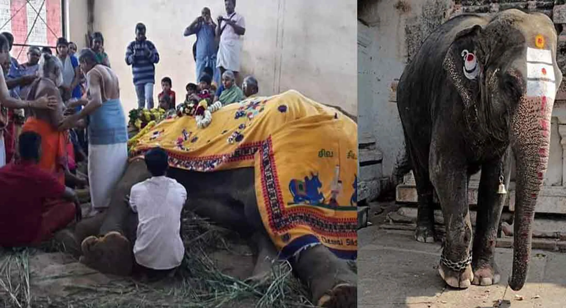 Temple elephant Vedanayaki passed away 