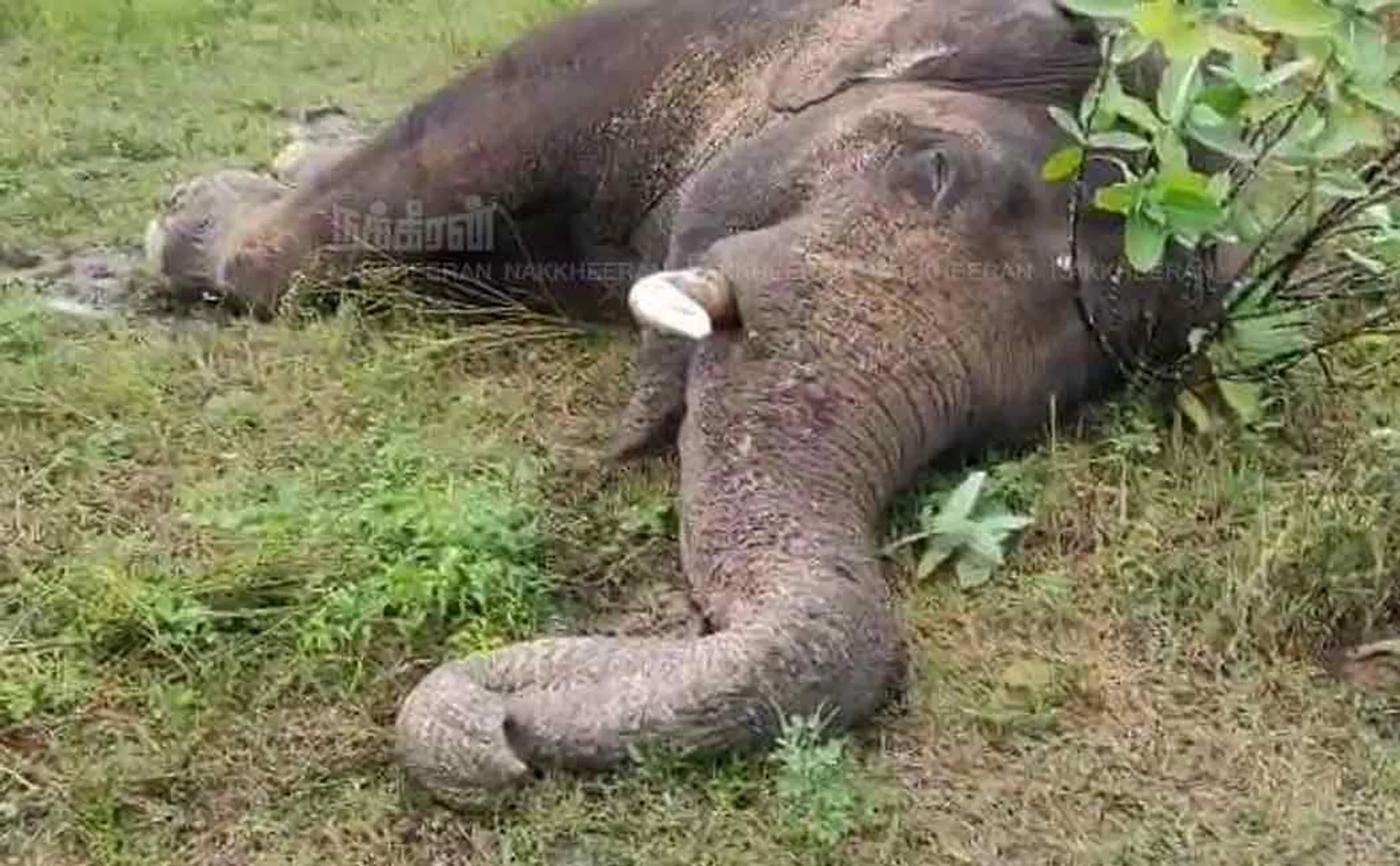 elephant affected by iron fence