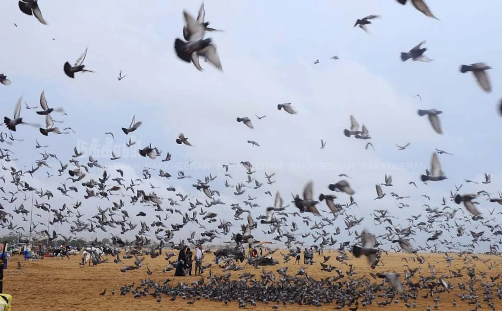 marina birds photos