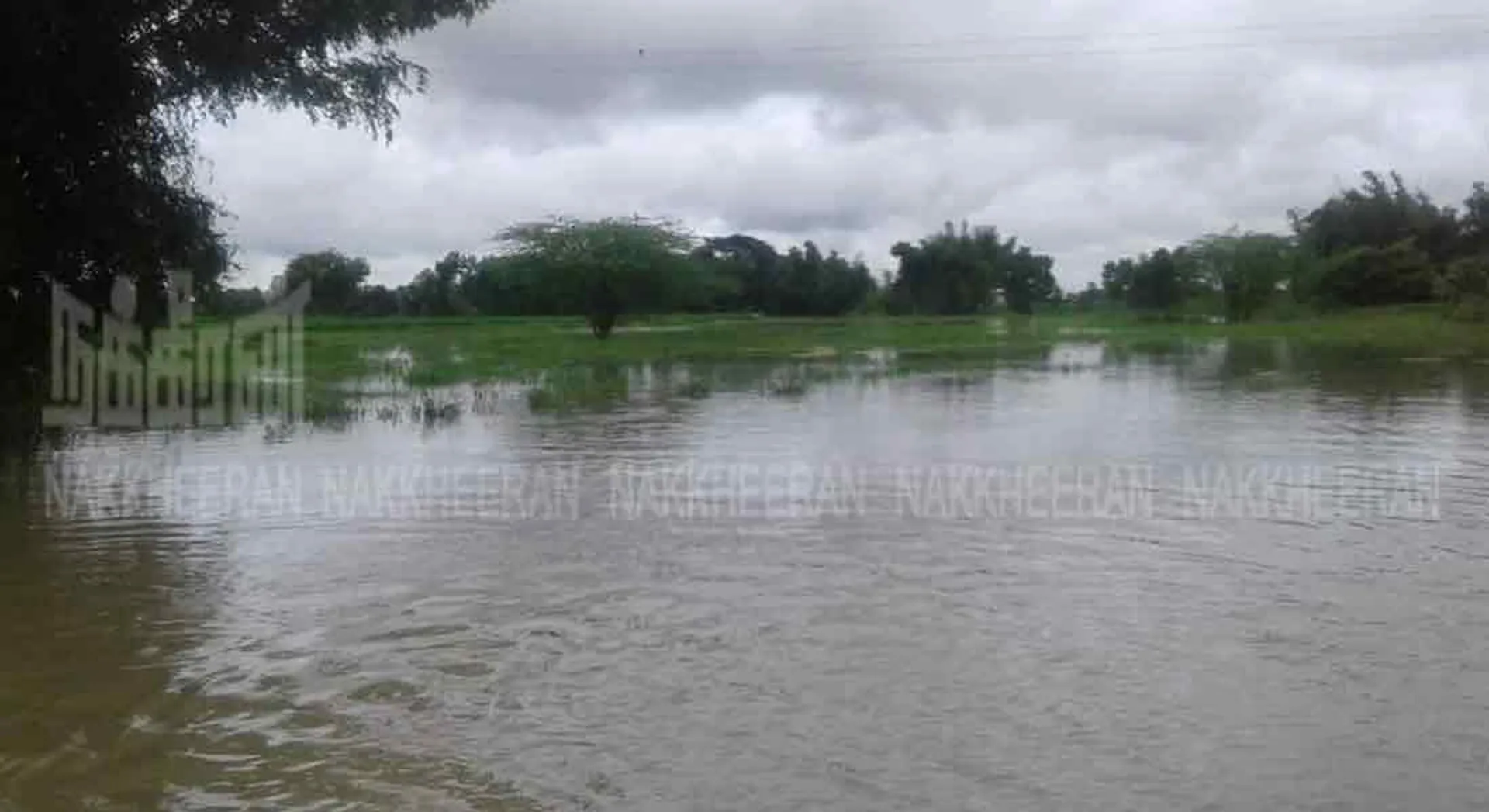  The 500-acre paddy field that was submerged in rainwater by continuous rain