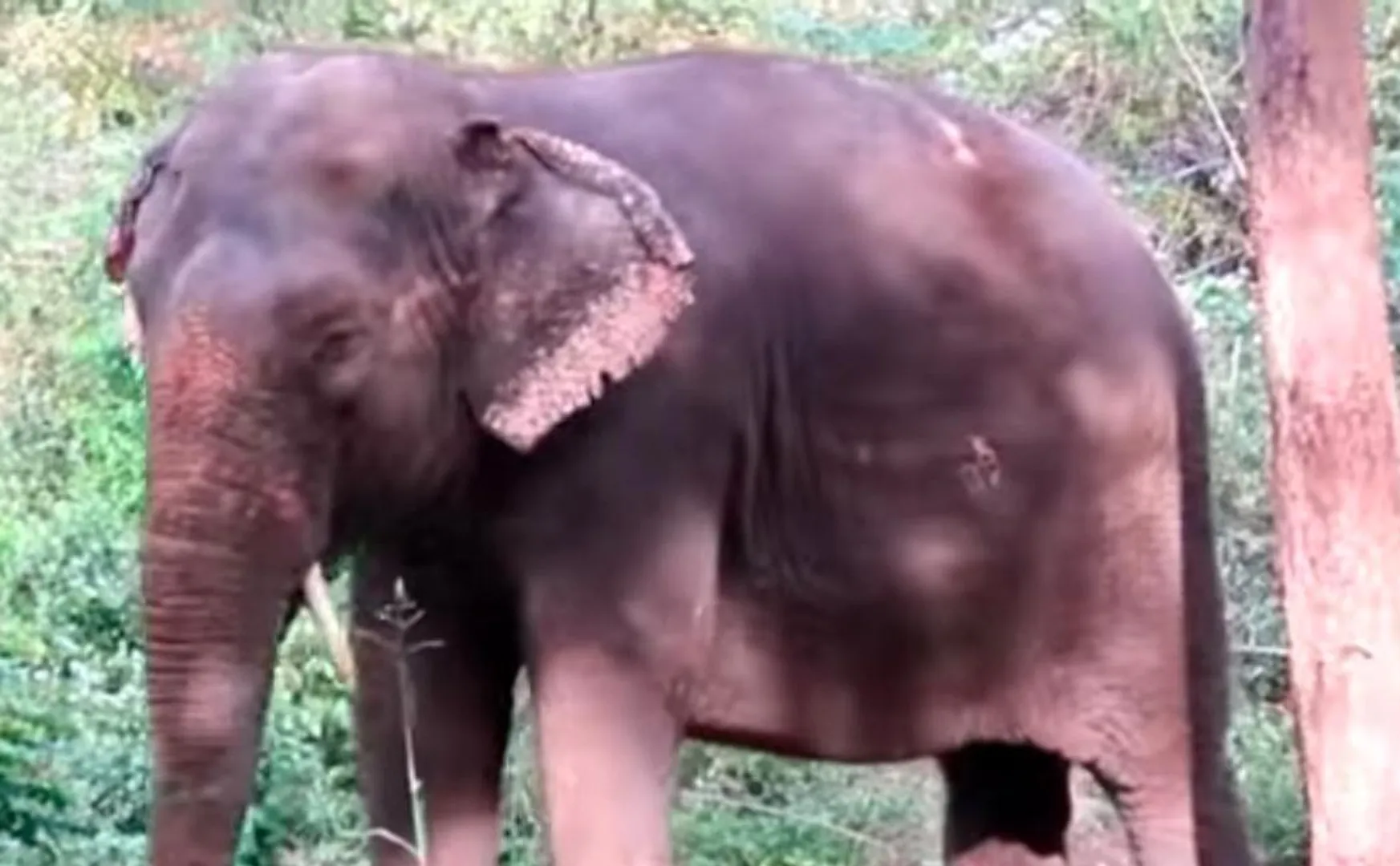 salem district andal elephant incident aanaimalai camp 