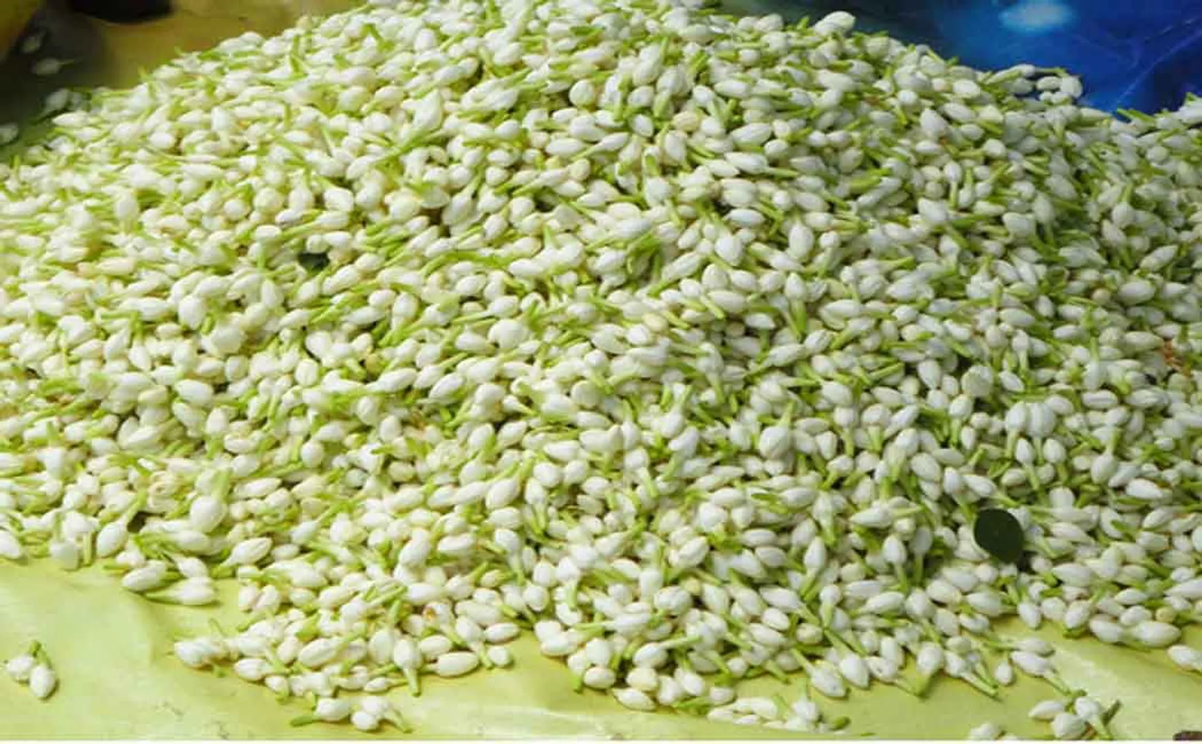 tamilnadu jasmine flower price hike 