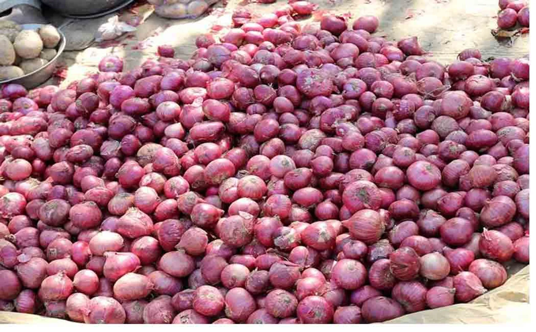 egypt onion import to union government tutikurin port 