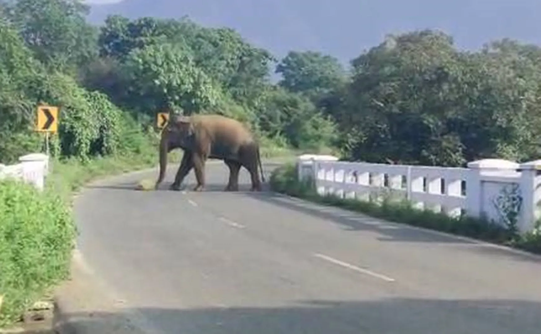  forest elephant entered in erod near sathyamangalam