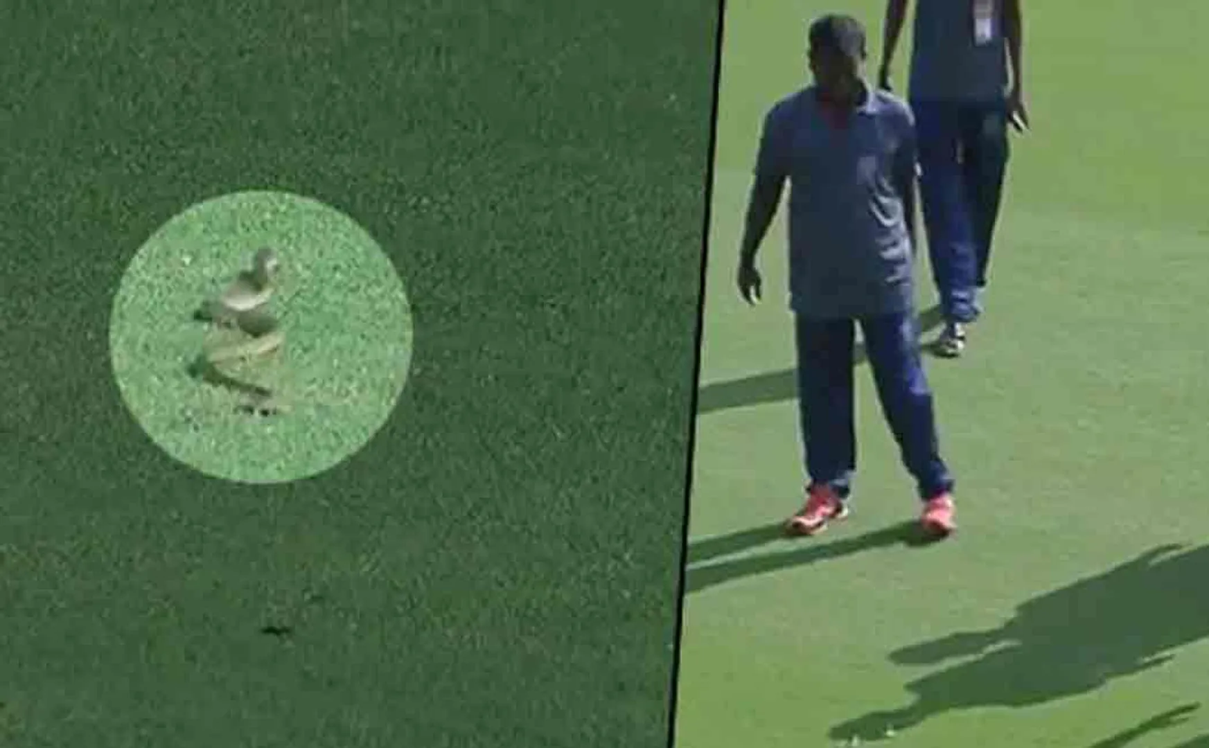 snake disturbed ranji cricket