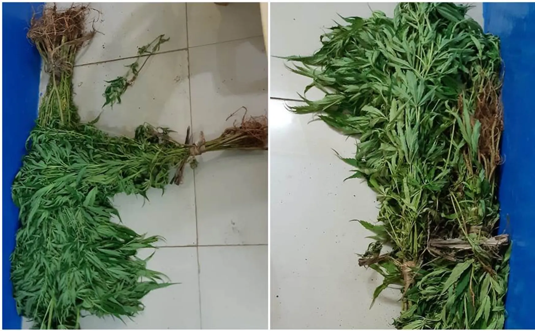    Youth addicted to cannabis near dindigul