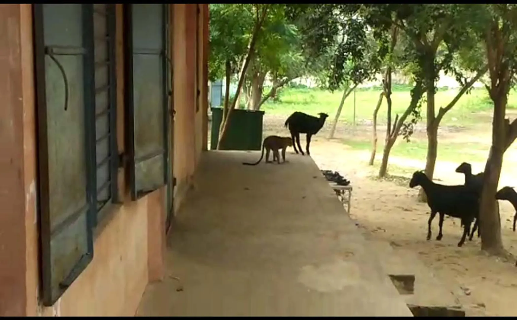 THIRUVARUR DISTRICT GOVERNMENT SCHOOL MONKEY ROUTINE STUDENTS, TEACHERS, PARENTS SHOCK  