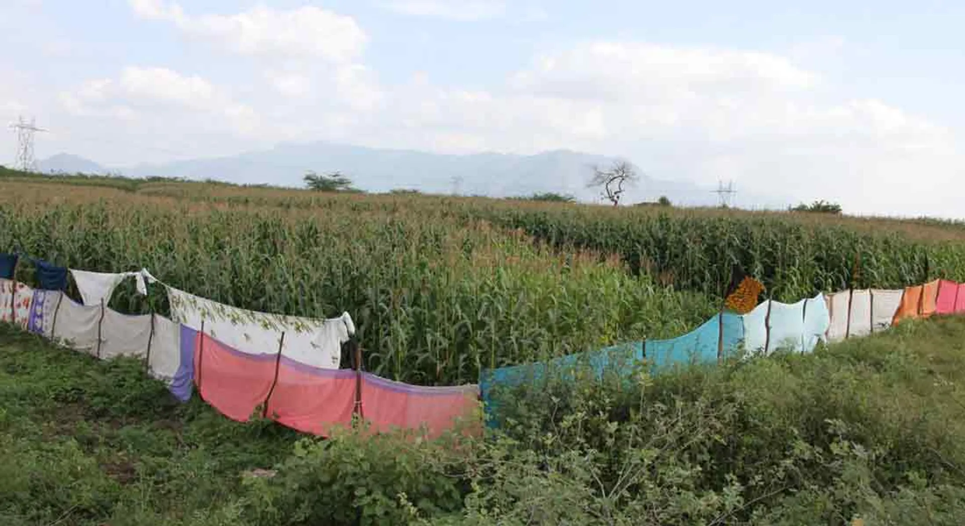 Color fences in sarees to protect crops from wild boars!