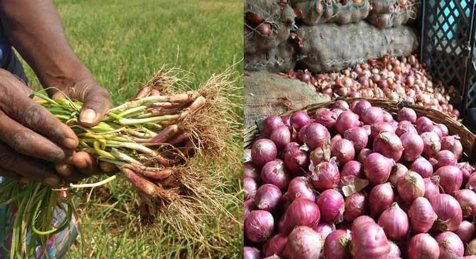 Onions that make the poor, rich, and born as a farmer shed tears!